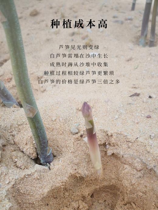 米炒白芦笋茶 商品图2