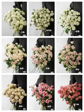 【多头玫瑰合集】秋天一定要把方德多头玫瑰全养一遍！