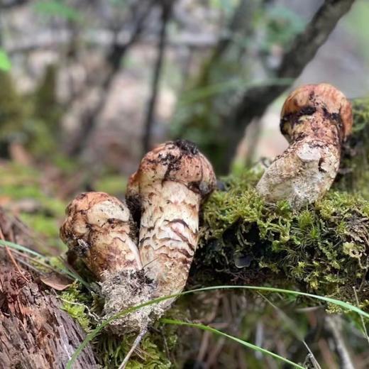 香格里拉新鲜松茸（2025），顺丰空运，高山森林的鲜味，肉质细腻，香气宜人 商品图2