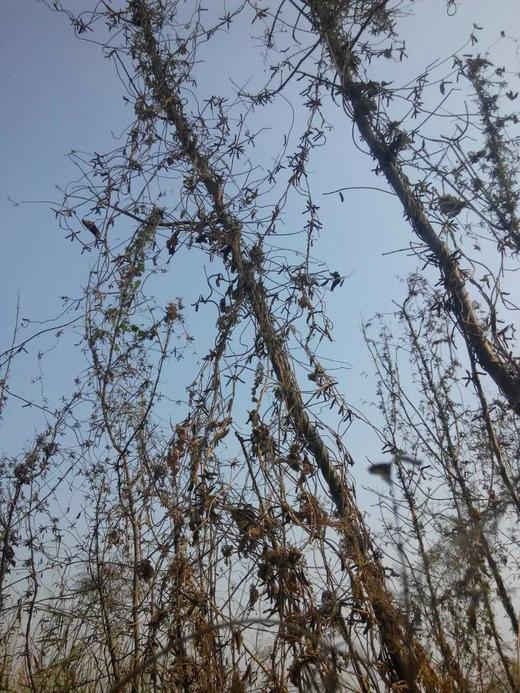 野生小黑豆茶 商品图8