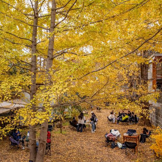 滇境寻秋：樱花谷・银杏村・独龙江11天摄影团：无量山樱花谷、腾冲银杏村、和顺古镇、怒江大峡谷、独龙江秘境、丙中洛、洱海双廊、芒市 商品图0