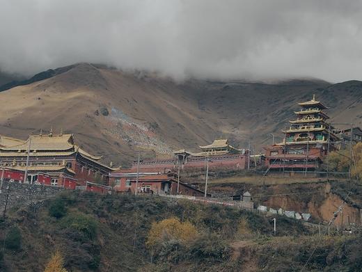 红景天精油 商品图5