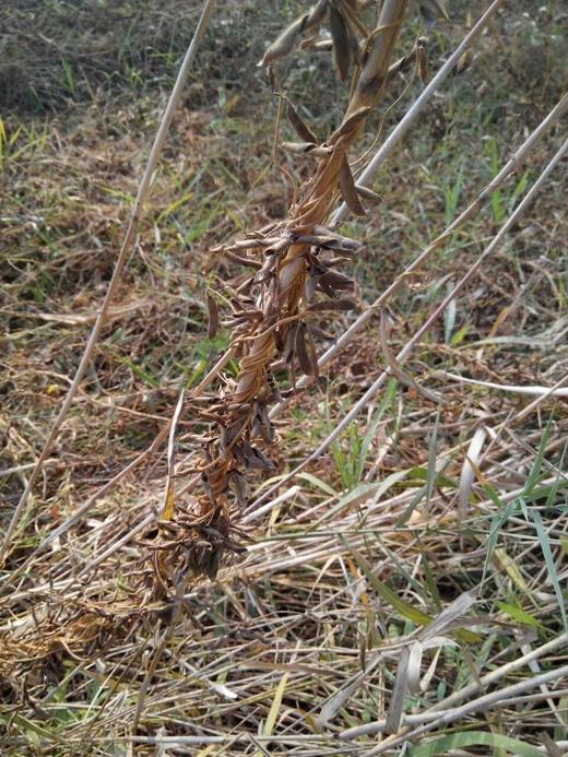 野生小黑豆茶 商品图9