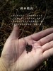野生小黑豆茶 商品缩略图2