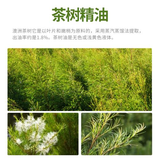 【站桩养正•养正好生活】云草堂单方茶树精油10ml 商品图1