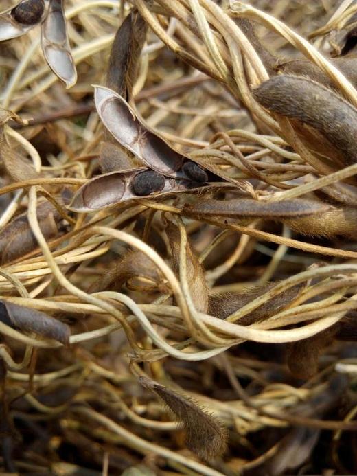 野生小黑豆茶 商品图10