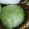 【限时特价！】生态露地蔬菜/洋葱/紫甘蓝/（基地直发-顺丰包邮）|多种蔬菜，来自河北张家口，生产者：李鹏飞【合作生产，公平贸易】 商品缩略图5