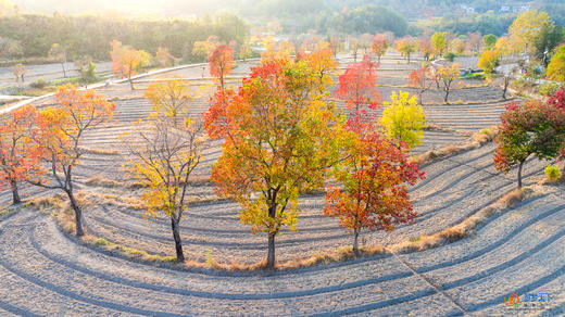 秋色·鄂皖豫大别山深度9 天：鸡公山、新县古村、马鬃岭、罗田圣人堂、水上红叶 商品图10