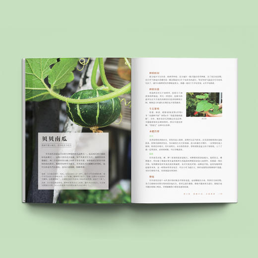 《阳台种菜》 商品图2