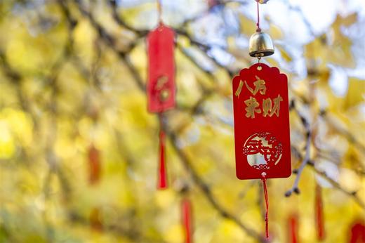 滇境寻秋：樱花谷・银杏村・独龙江11天摄影团：无量山樱花谷、腾冲银杏村、和顺古镇、怒江大峡谷、独龙江秘境、丙中洛、洱海双廊、芒市 商品图5