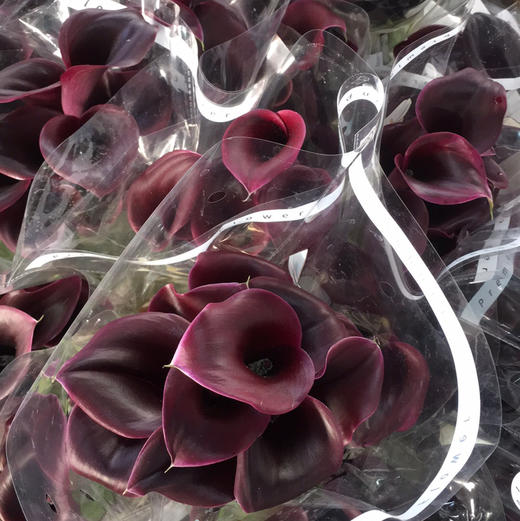 海芋.黑紫红色 商品图1