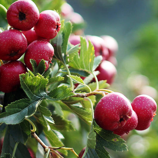 【山楂优块】味道纯正 果味浓郁 软糯酸甜 没有添加剂 不使用农药 山楂无污染 30年烤制工艺独家秘方 6次熬糖工艺 商品图4