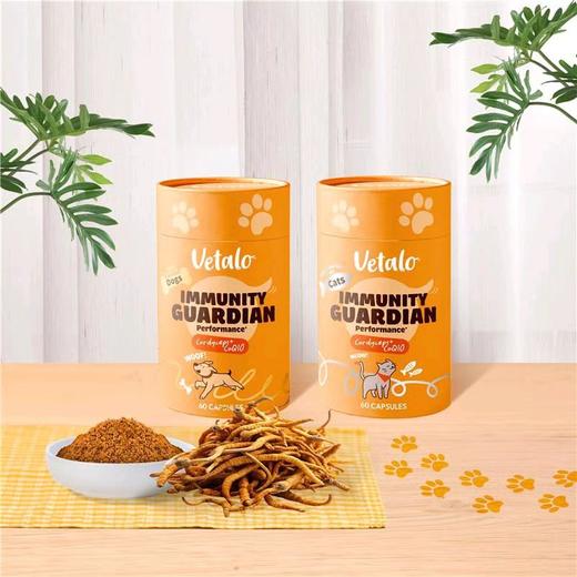 CATALO家得路VETALO宠物营养虫草CS-4自护1粒=13条虫草含辅酶Q10（香港直邮/2周左右到货） 商品图4