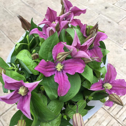 铁线莲.玫红 商品图3