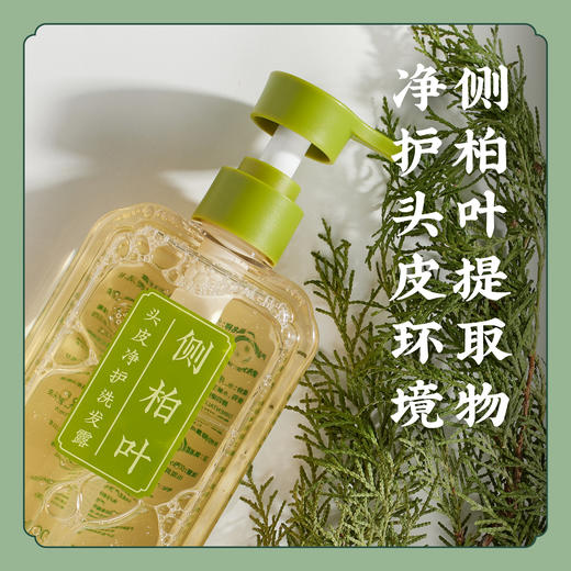 清洁头皮 盈润发丝【植物洗发护发】氨基酸表活 侧柏叶头皮洗发露 洗发水/山茶盈润护发素柔顺亮泽 商品图3