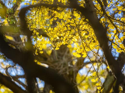 滇境寻秋：樱花谷・银杏村・独龙江11天摄影团：无量山樱花谷、腾冲银杏村、和顺古镇、怒江大峡谷、独龙江秘境、丙中洛、洱海双廊、芒市 商品图6