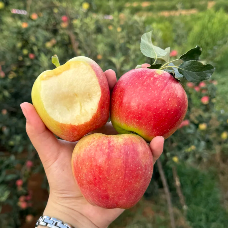 山东鲁丽小苹果|山人优选【露天自然成熟，现摘现发，顺丰发货】