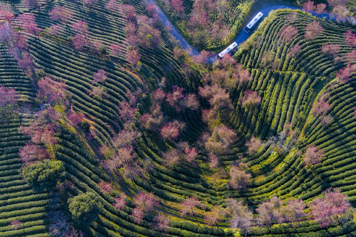 滇境寻秋：樱花谷・银杏村・独龙江11天摄影团：无量山樱花谷、腾冲银杏村、和顺古镇、怒江大峡谷、独龙江秘境、丙中洛、洱海双廊、芒市 商品图13