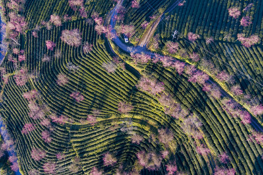 滇境寻秋：樱花谷・银杏村・独龙江11天摄影团：无量山樱花谷、腾冲银杏村、和顺古镇、怒江大峡谷、独龙江秘境、丙中洛、洱海双廊、芒市 商品图14