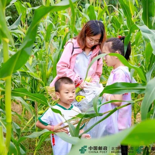 【2小时公益时长】穿越玉米迷宫寻宝、采摘扮嫩老玉米、鸭子大作战，做快乐小农人 商品图1