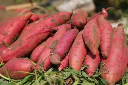 【2H志愿时长】“蔗”里嗨翻天｜砍甘蔗挖红薯；泥窑窑烤；领取古法熬制棒棒糖；手作秋日冰箱贴；做甜蜜小农人 商品图4