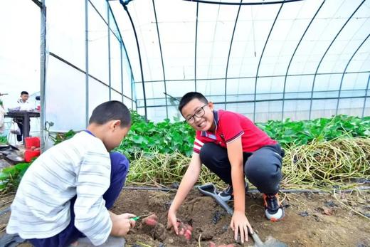 【2H志愿时长】“蔗”里嗨翻天｜砍甘蔗挖红薯；泥窑窑烤；领取古法熬制棒棒糖；手作秋日冰箱贴；做甜蜜小农人 商品图2