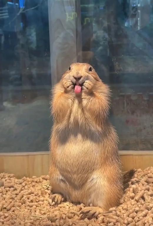 【2H志愿时长】"薯"你牛｜一站玩个够，薯田农场小当家，挖红薯、抓螃蟹、嗦薯粉、花式烤蜜薯、花园快乐"鼓"时光、积累！ 商品图3