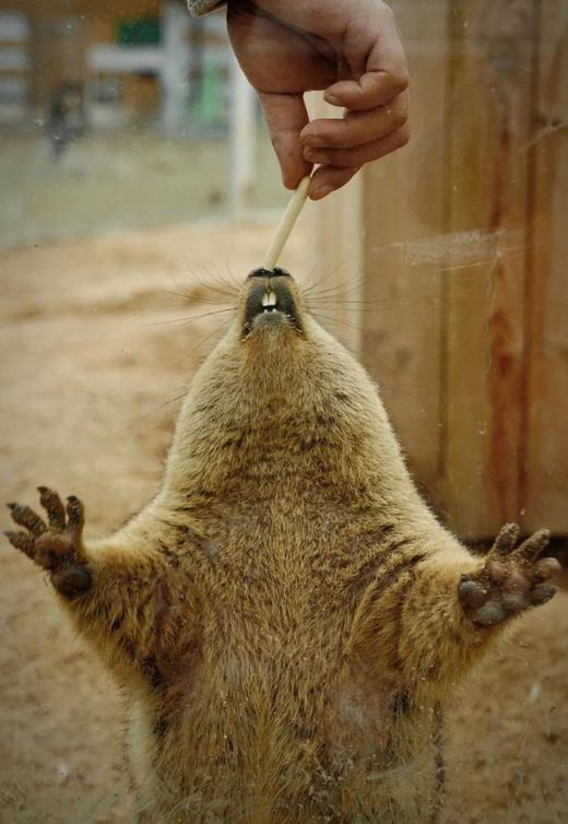 【2H志愿时长】"薯"你牛｜一站玩个够，薯田农场小当家，挖红薯、抓螃蟹、嗦薯粉、花式烤蜜薯、花园快乐"鼓"时光、积累！ 商品图0