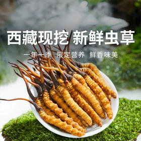 【现挖西藏鲜虫草】季节限定福利 补充满满能量（收到货后请尽快冷冻保存哦~）