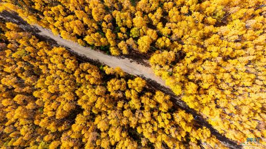 【G331线龙江秋色】环国旅行•神州漠河北极•大小兴安岭•扎龙丹顶鹤•五大连池•伊春五花山•伏尔加庄园12天/14天摄影团 商品图14