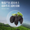 攀枝花有机大桑椹49.9到手2罐硕果田间有机桑椹干特级出口品质只摘取头部𝟑𝟎%‍的桑葚比普通的个头更大满满花青素基地直邮 商品缩略图7