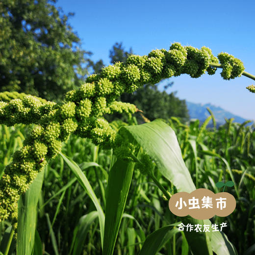 生态小米陈醋 500ml *2| 合作农友生产，产自山西晋中，生产者：李明攀 *【公平贸易农人定价】 商品图9