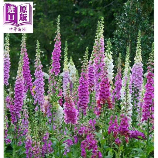 【中商原版】植物小百科 港台原版 儿童科普绘本 少儿百科知识图书 童书 精装 6岁以上 幼福出版 全彩读物 各种植物全幅彩图书 商品图2