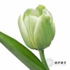 荷兰花材 | 染色郁金香清茶【染色有差异介意慎拍】 商品缩略图3