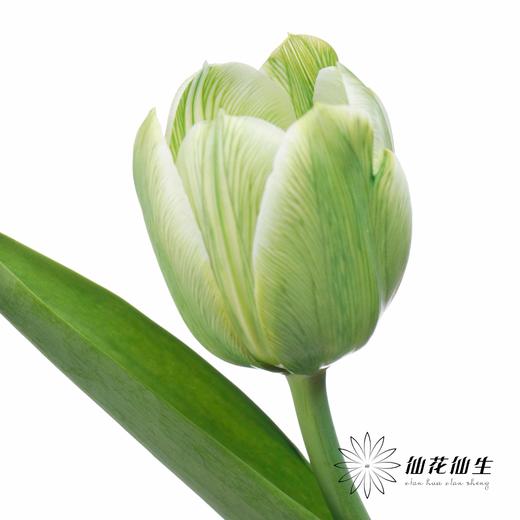 荷兰花材 | 染色郁金香清茶【染色有差异介意慎拍】 商品图3