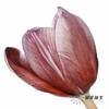 荷兰花材 | 进口染色郁金香布朗尼 商品缩略图0
