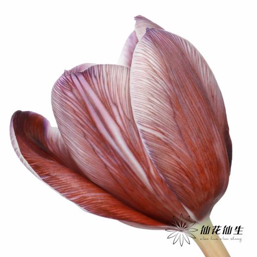 荷兰花材 | 进口染色郁金香布朗尼 商品图0