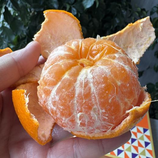 澳洲无核软皮蜜柑 商品图2