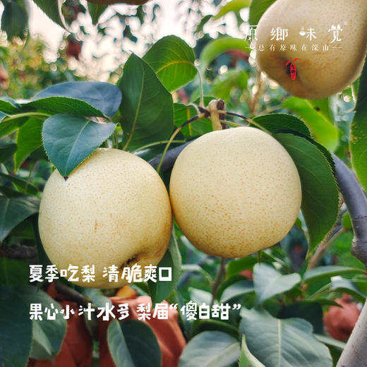 小空山有机梨/秋月梨/黄金梨/圆黄梨（基地直发-中通包邮）|多种规格，来自河南南召，生产者：李鹏【合作生产，公平贸易】 商品图1
