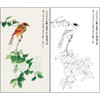 谢稚柳花鸟工笔画白描底稿《红衣画眉》临摹勾线高清打印稿XZ12 商品缩略图0