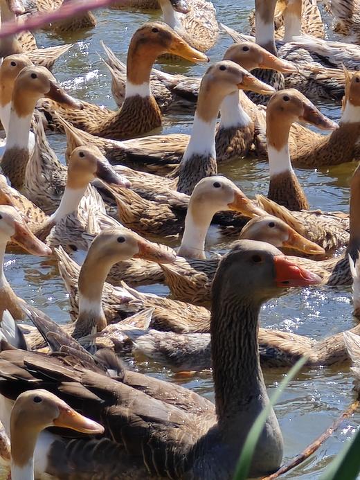高山水鸭 商品图6