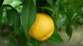 山西芒果油桃 芒芒桃 光滑无绒毛 大果/果王 彩箱/礼盒装