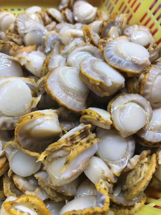 【长岛扇贝肉】出口级别，不泡药，不泡水，无泥无沙，只需简单清洗后即可烹饪，干净又美味 商品图12