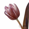荷兰花材 | 进口染色郁金香布朗尼 商品缩略图3