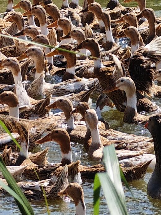 高山水鸭 商品图2