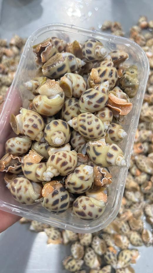 & 本港花螺，纯野品质，肉质口感非同一般 【活冻】 商品图1