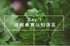 Day 1 破解素食认知误区 商品缩略图0