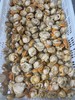 【长岛扇贝肉】出口级别，不泡药，不泡水，无泥无沙，只需简单清洗后即可烹饪，干净又美味 商品缩略图10