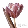 荷兰花材 | 进口染色郁金香布朗尼 商品缩略图1