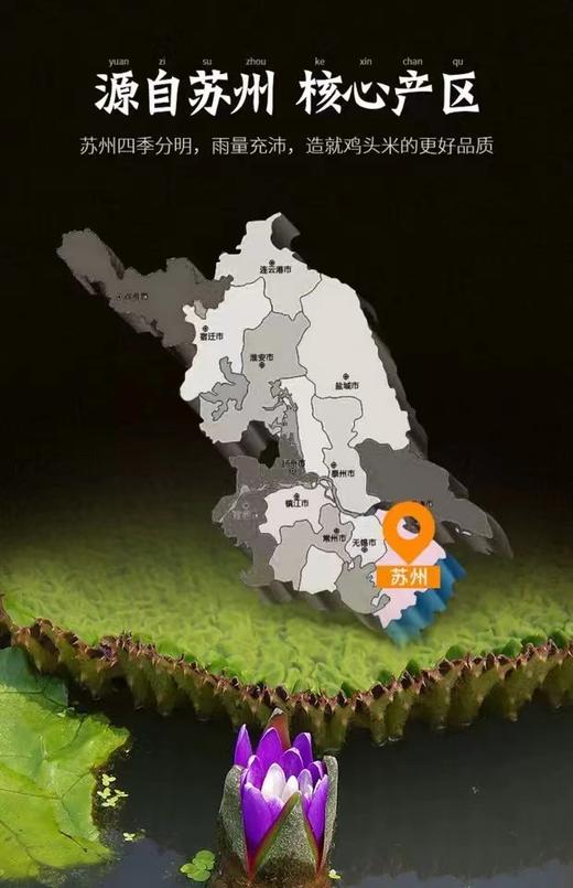 「百乡集」鸡头米、真空小包装、新鲜产地直达 商品图5